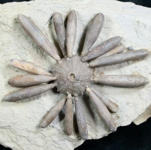 Gymnocidaris Urchin Fossil - Jurassic (ON EBAY) #5921